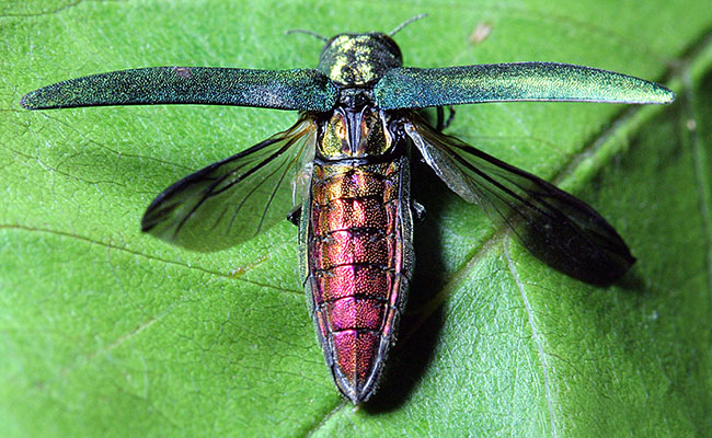 Emerald Ash Borer dorsal view